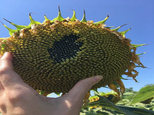 Healthy sunflower head. Full image view opens in a new window.